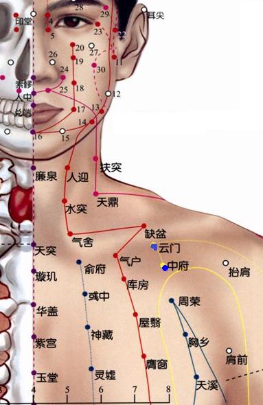 手太阴肺经简介