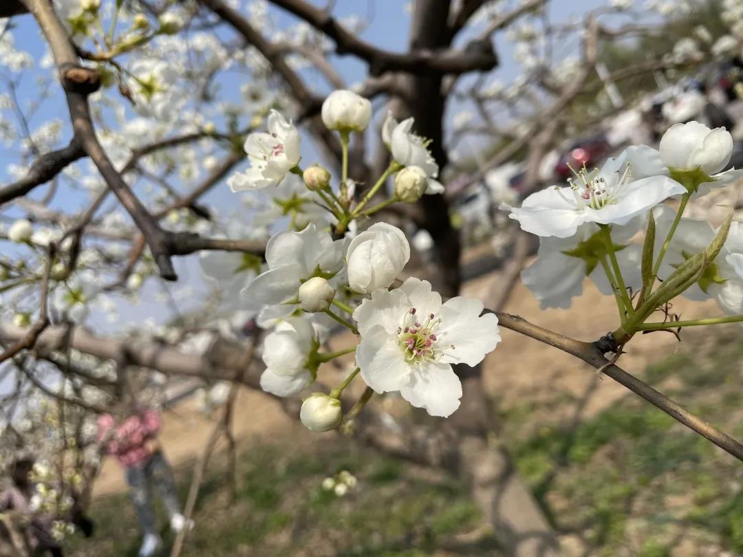 雄安·雄州文化艺术节|花开盛世 五新雄州