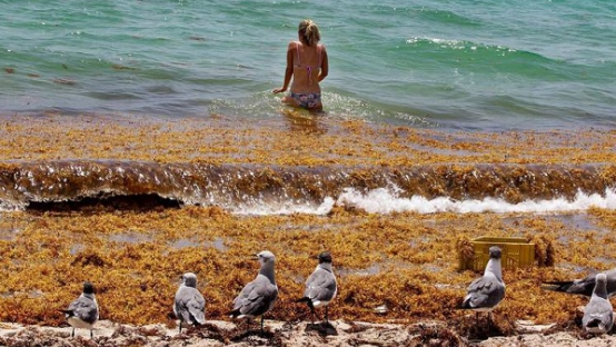 新常态：巨大的腐烂褐藻团浮现佛罗里达海滩