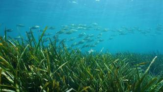 海草是生计和海洋栖息地的关键，不仅在斯里兰卡