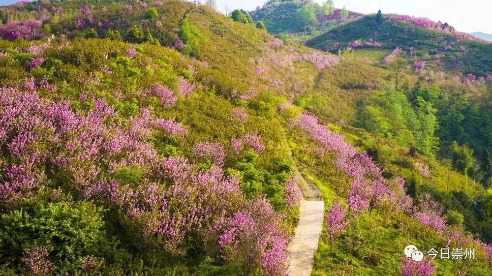 牡丹樱花苗价格
