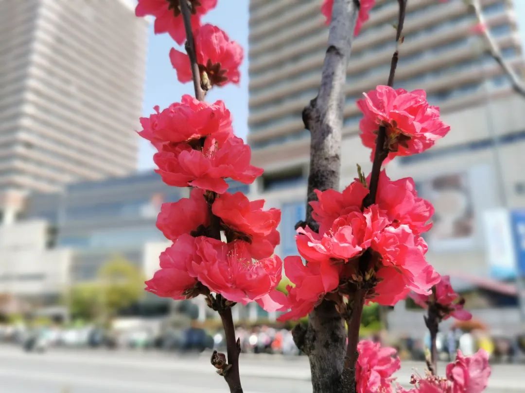 刷新你的“春天印象”!宝山街头帚桃花开_澎湃号·政务_澎湃新闻-The Paper