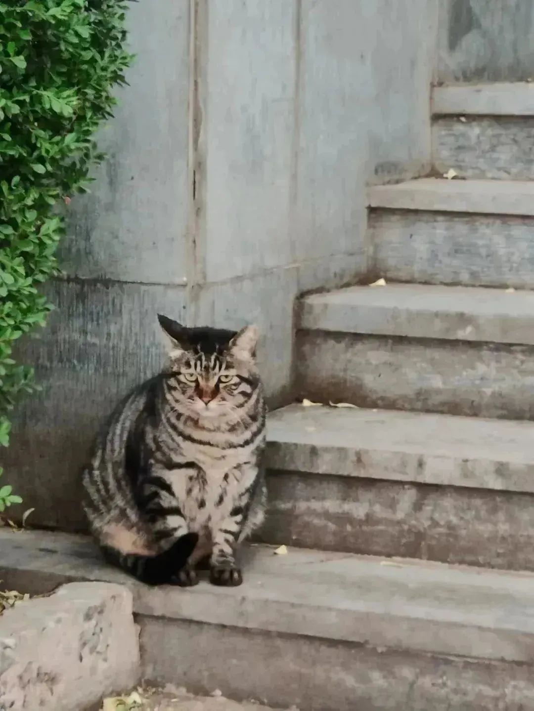 晚安故事|上新了,BNU猫猫图鉴!_澎湃号·政务_澎湃新闻-The Paper
