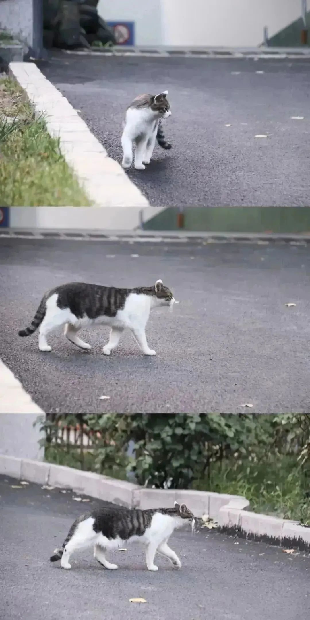 晚安故事|上新了,BNU猫猫图鉴!_澎湃号·政务_澎湃新闻-The Paper