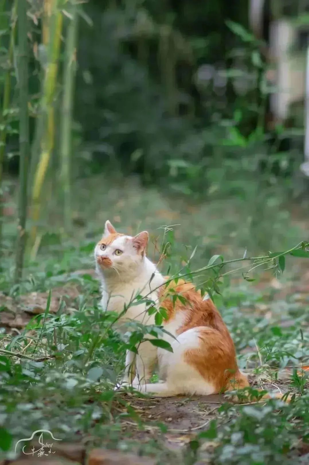 晚安故事|上新了,BNU猫猫图鉴!_澎湃号·政务_澎湃新闻-The Paper