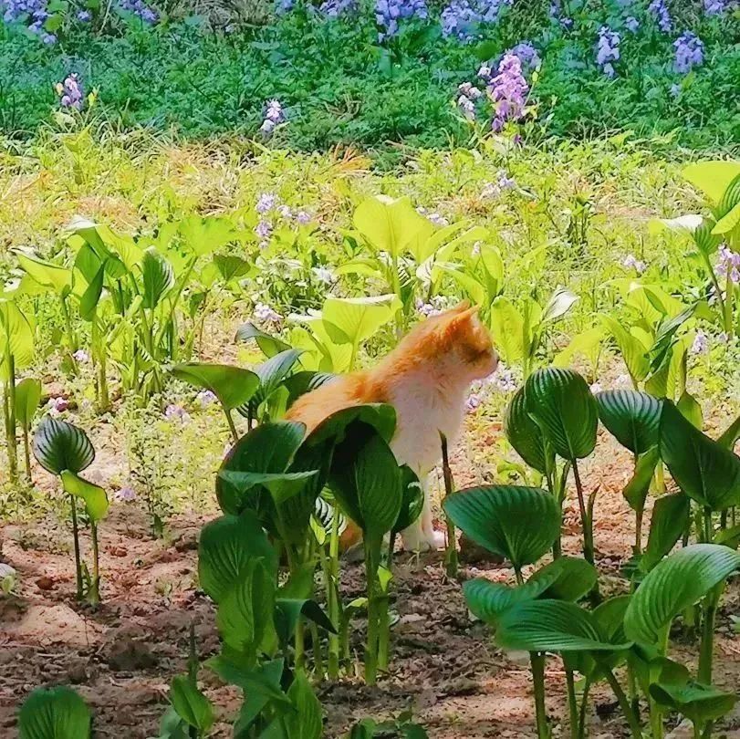 晚安故事|上新了,BNU猫猫图鉴!_澎湃号·政务_澎湃新闻-The Paper