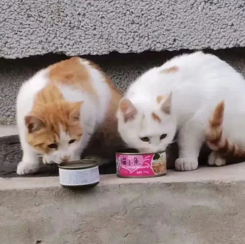 晚安故事|上新了,BNU猫猫图鉴!_澎湃号·政务_澎湃新闻-The Paper