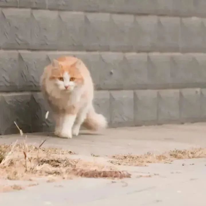 晚安故事|上新了,BNU猫猫图鉴!_澎湃号·政务_澎湃新闻-The Paper