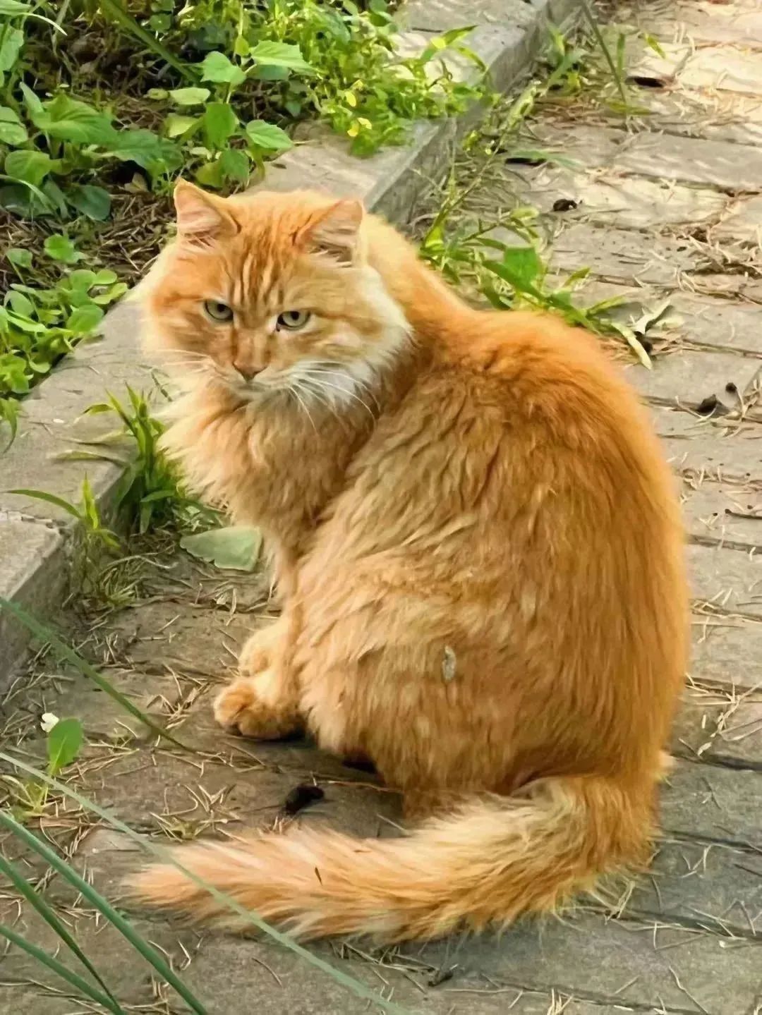 晚安故事|上新了,BNU猫猫图鉴!_澎湃号·政务_澎湃新闻-The Paper