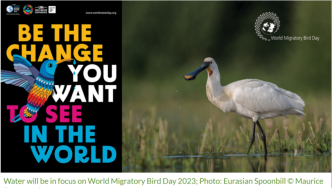 世界候鸟日合作伙伴关于2023年世界水日的声明
