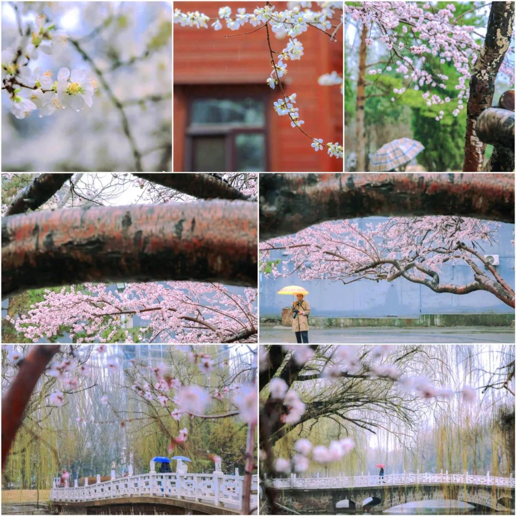 澎湃新闻