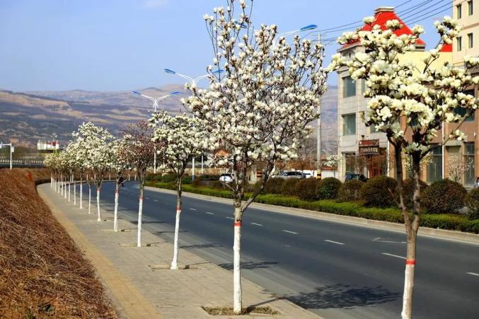 天水市武山县:花红柳绿春意浓 春回渭川满城春_澎湃号·政务_澎湃新闻