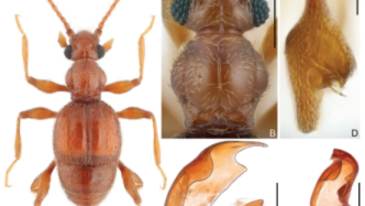 全国第一个以湿地公园命名的新物种九龙奇腿蚁甲发现！