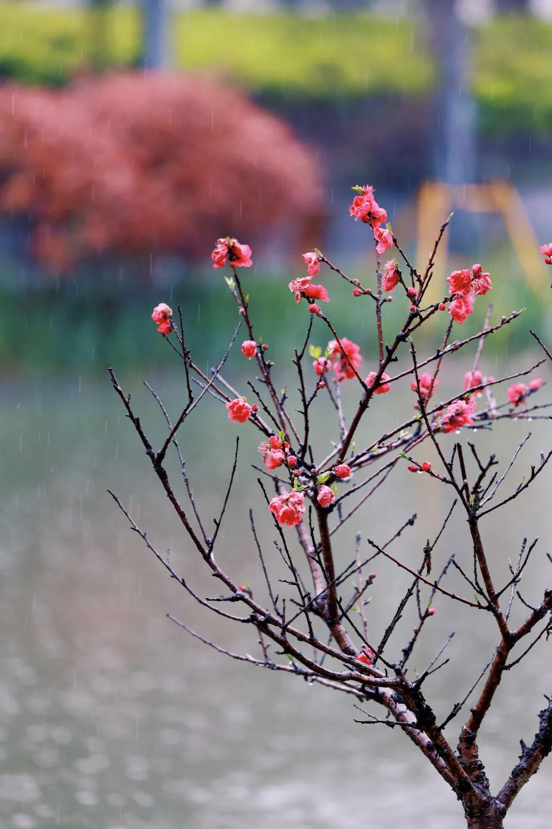 清明雨上图片唯美图片