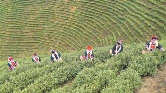 湖南永州寧遠縣：茶葉飄香茶農歡