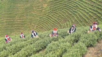 湖南永州宁远县：茶叶飘香茶农欢