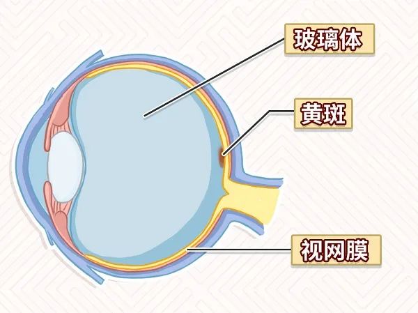 黄斑区占视网膜面积大概不到5%,是一个非常重要的结构,有非常重要的