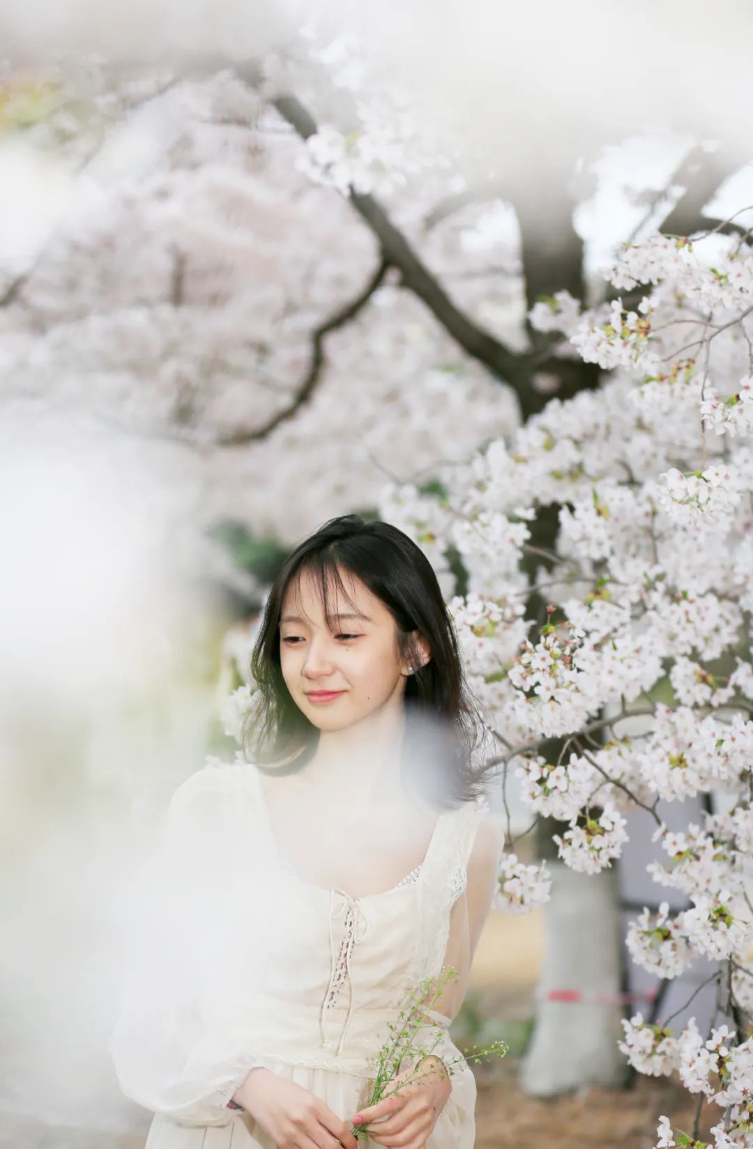 "中国樱海大学",上线!