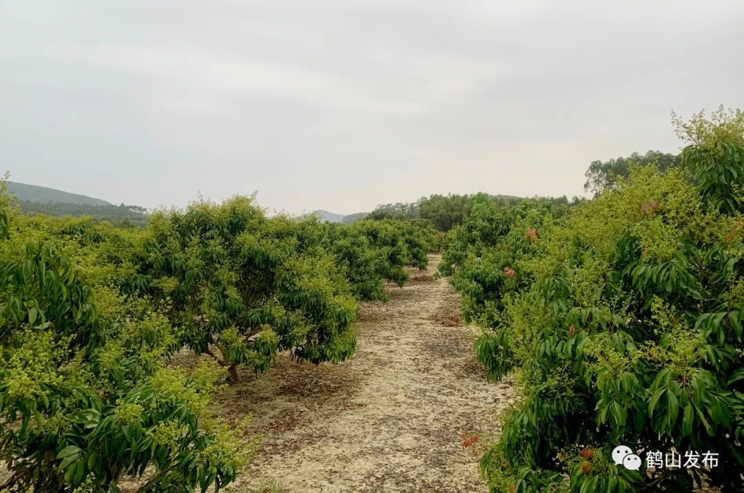 荔枝进入盛花期!鹤山果农有望迎来丰收年