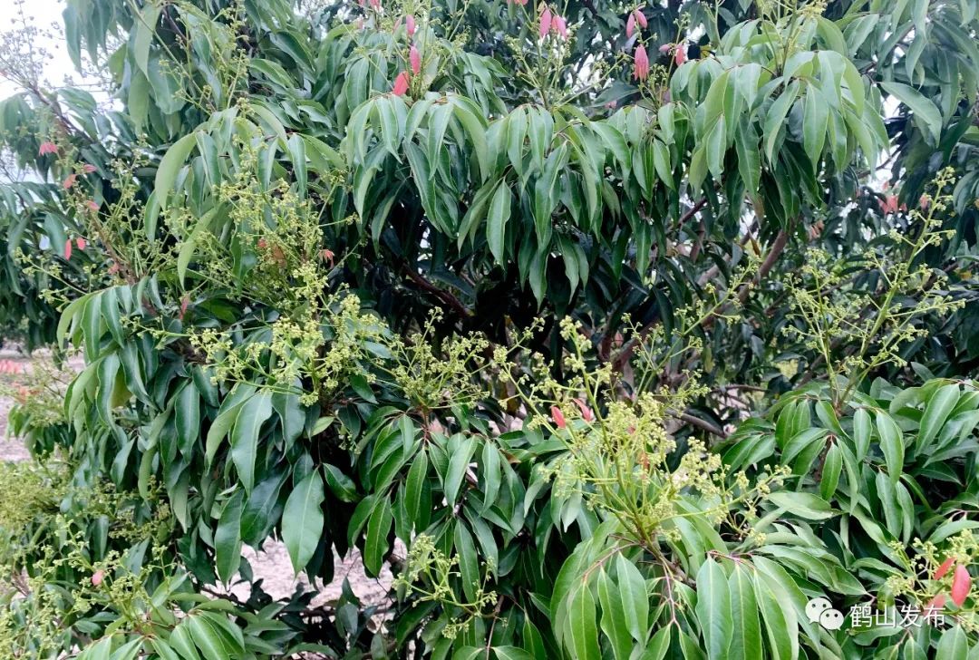 荔枝进入盛花期!鹤山果农有望迎来丰收年_澎湃号·政务_澎湃新闻-The Paper