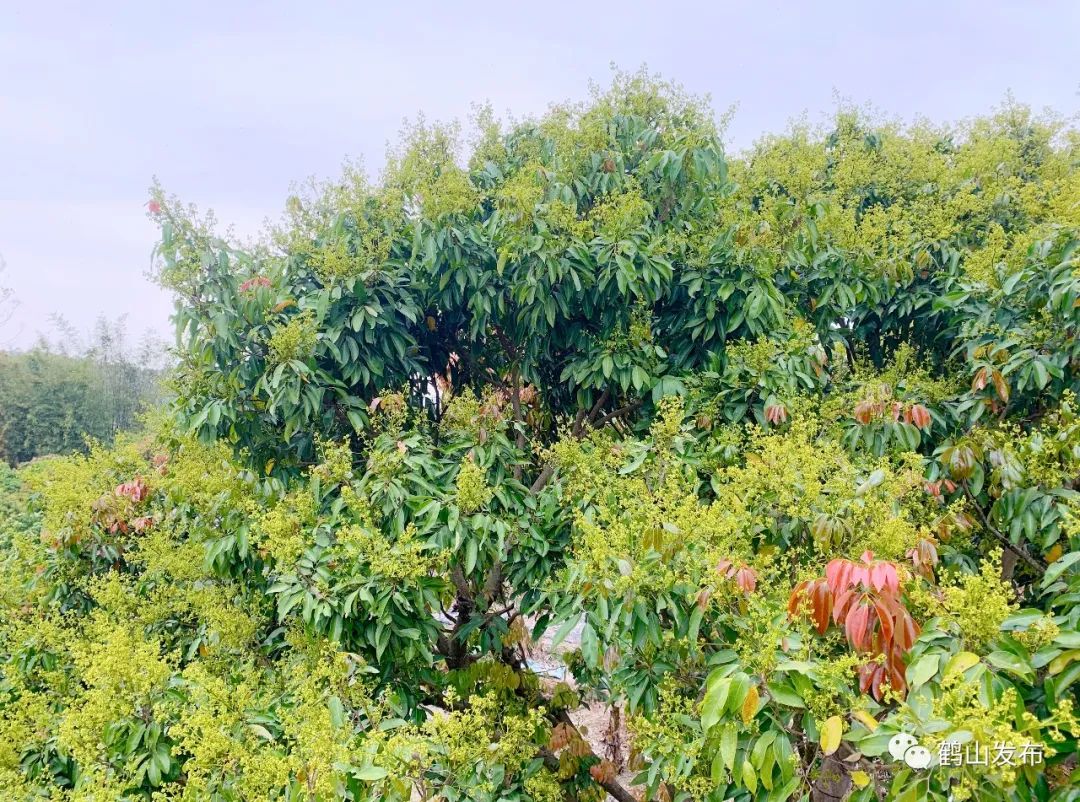 荔枝进入盛花期!鹤山果农有望迎来丰收年_澎湃号·政务_澎湃新闻-The Paper