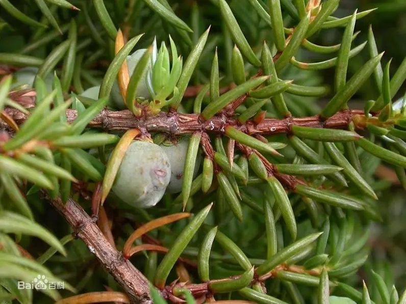 吉铁微科普|植物篇——西伯利亚刺柏