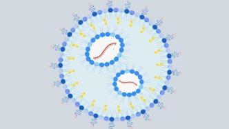 含有mRNA的纳米颗粒可以防治过敏