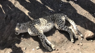 猎豹惨遭路杀，腹中已怀3胎：公众督促伊朗政府提高保护措施