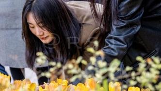 郑州：第26届郁金香花展，31个品种10万余株