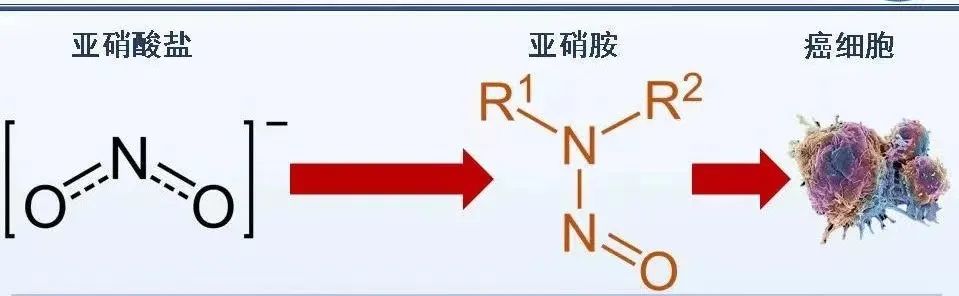 亚硝酸盐中毒机制图片