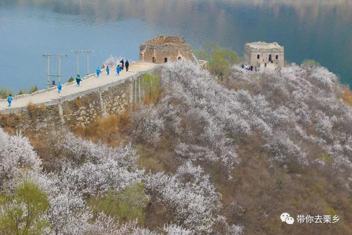 【央媒看迁西】新华社:河北迁西——喜峰口长城春日美景