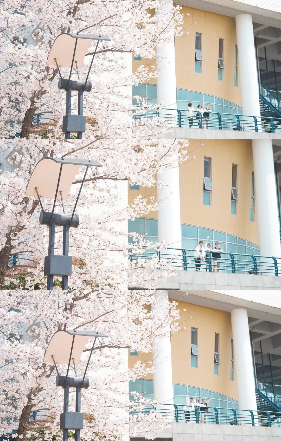 同济大学的樱花和顾村公园的早樱🌸每年春天都开得漂亮！