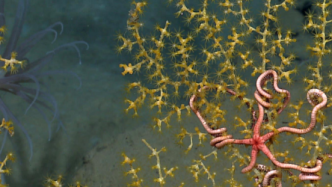 新报告！《海底采矿对海洋生态系统的风险和影响评估》
