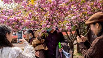鹤壁樱花节：樱花不该这样赏的，这些人都做错了