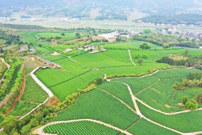 清流县赖坊镇南山村悠然国海峡两岸茶博园好生态造就了赖坊茶叶的好