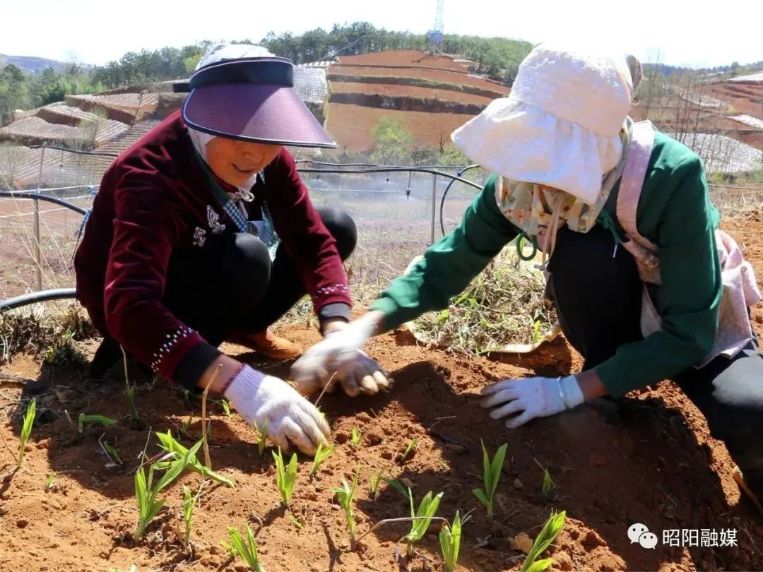 种植白芨种子（白芨种子怎么种才发芽） 第2张