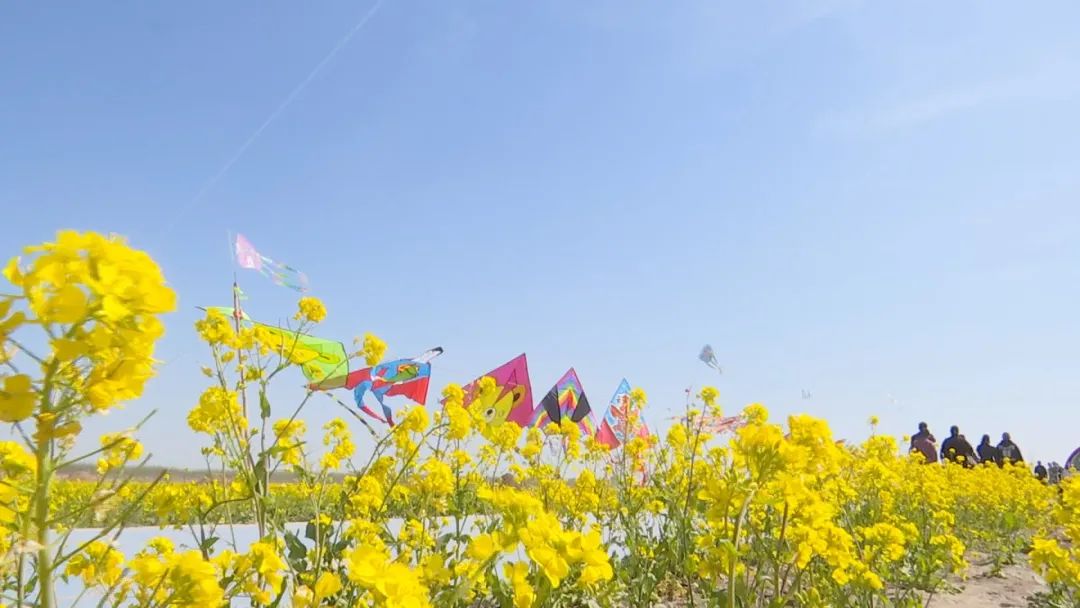 故城油菜花海地址图片