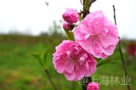 难以置信（桃花）桃花 樱花 梅花 第2张