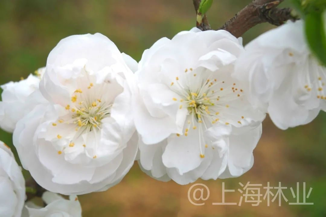 难以置信（桃花）桃花 樱花 梅花 第3张