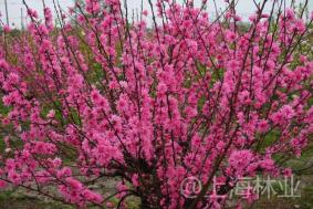 难以置信（桃花）桃花 樱花 梅花 第4张