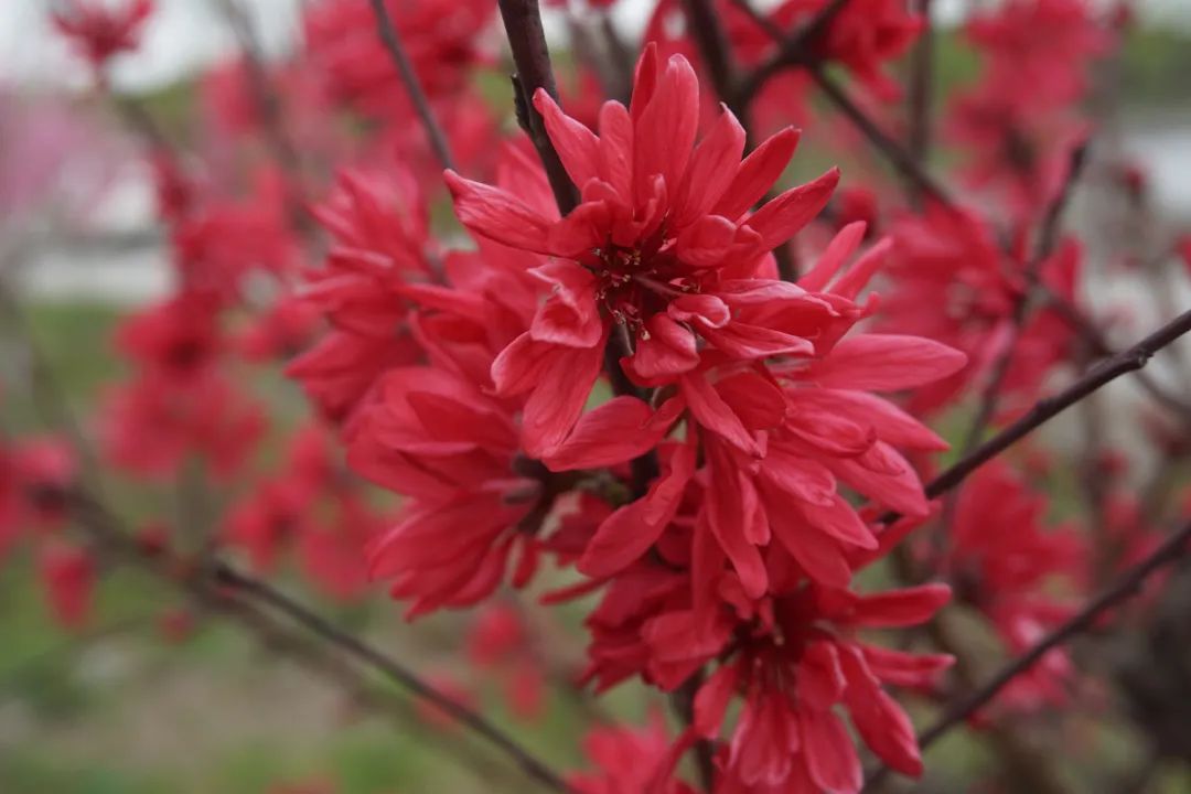 难以置信（桃花）桃花 樱花 梅花 第5张