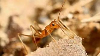 黄疯蚁——世界上首个有两套DNA的动物