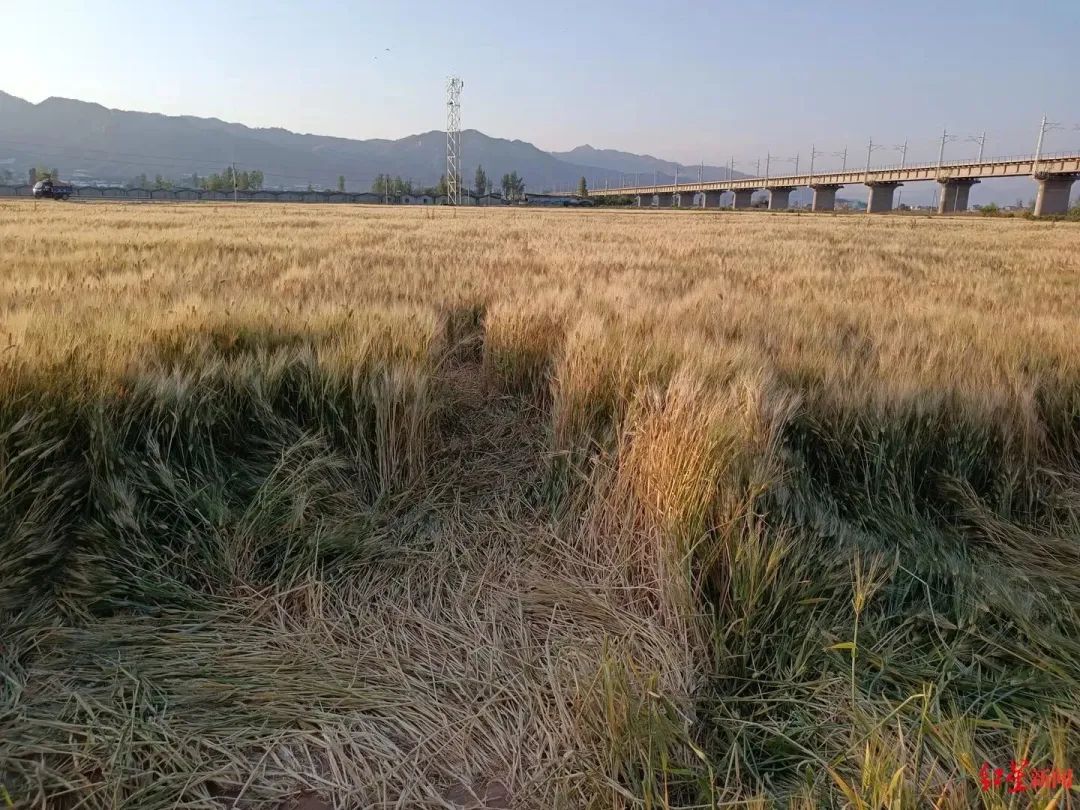 大凉山麦田图片