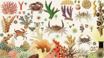 科学家发现珊瑚礁中隐藏的螃蟹多样性
