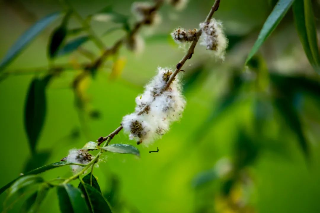 什么植物是靠风的力量传播种子（贵阳种子批发市场在哪里） 第1张