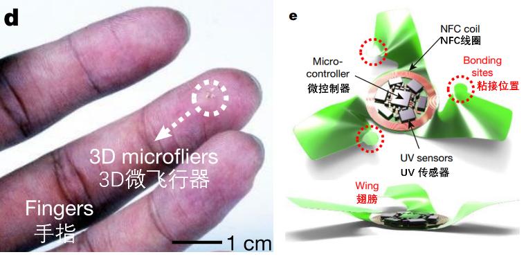 什么植物是靠风的力量传播种子（贵阳种子批发市场在哪里） 第5张