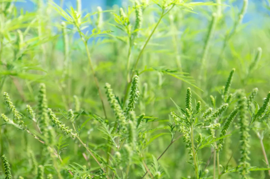 什么植物是靠风的力量传播种子（贵阳种子批发市场在哪里） 第8张