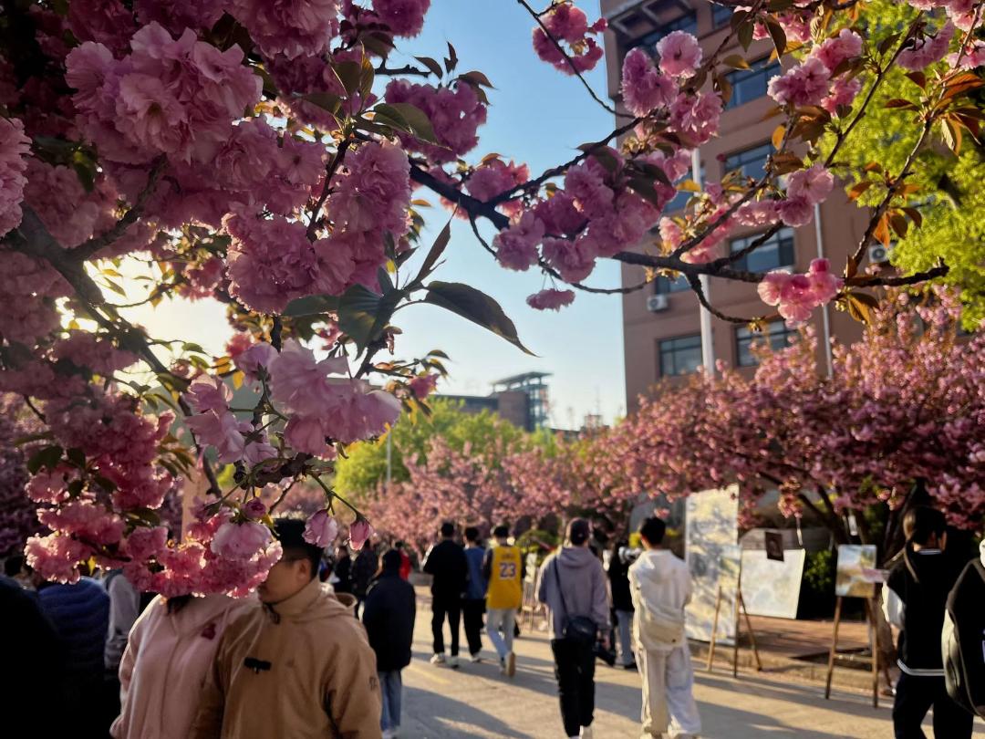 山东建筑大学樱花路图片