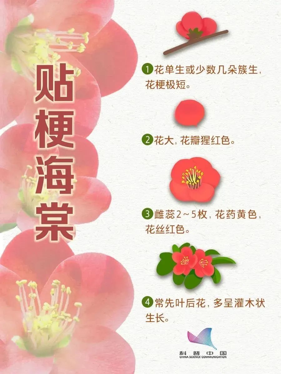 杏梅桃樱梨，都长一个样？_澎湃号·政务_澎湃新闻-The Paper