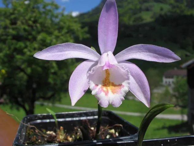 国家二级保护野生植物"冰球子",很"刑"